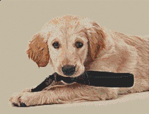 Golden retriever puppy counted - puppy,