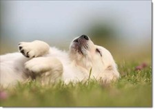 Doodlecards Birthday Card