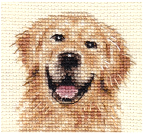 Golden retriever dog puppy - retriever, dog,