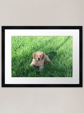 golden retriever puppy summer