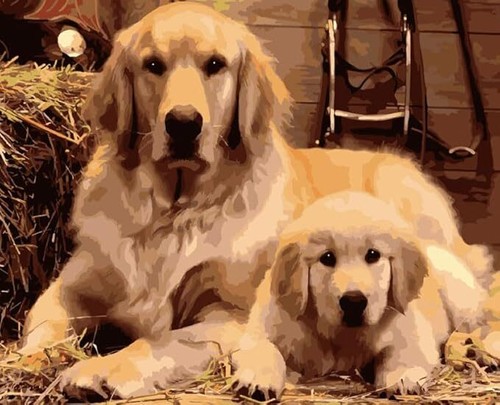Diy golden retriever - 5d, &