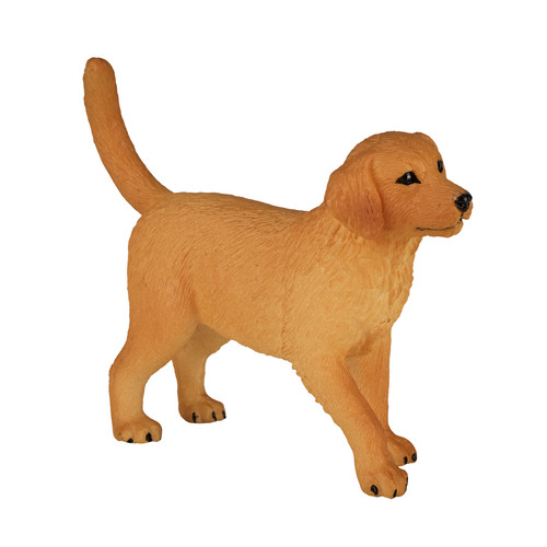 Golden retriever puppy - golden, dog