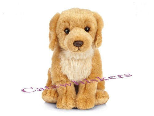 Sitting golden retriever puppy - sitting,