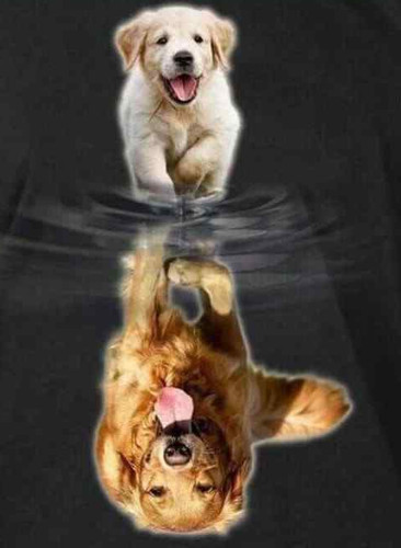Diy golden retriever puppy - retriever,