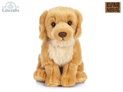 Sitting golden retriever puppy - retriever,