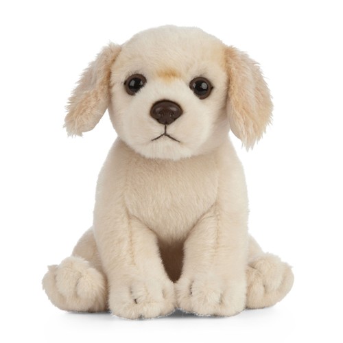 Golden retriever puppy dog - retriever,