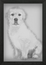 Golden Retriever puppy 2 m