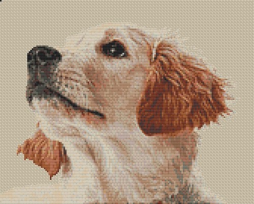 Golden retriever puppy counted - retriever,