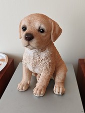 Yellow Labrador / Golden