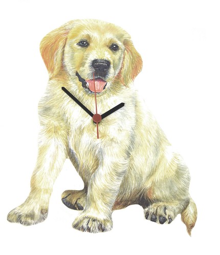 Golden retriever puppy - puppy, clock